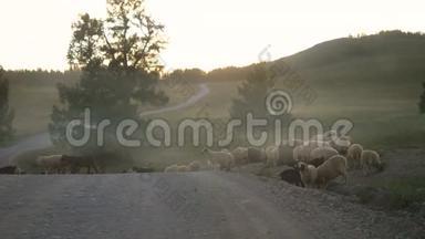 落基山羊在路上日落时间慢动作3840x2160
